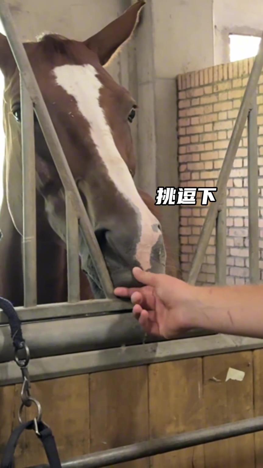 心心念念的马儿终于见到了！兄弟们猜猜约老师有没有挑一匹回家？